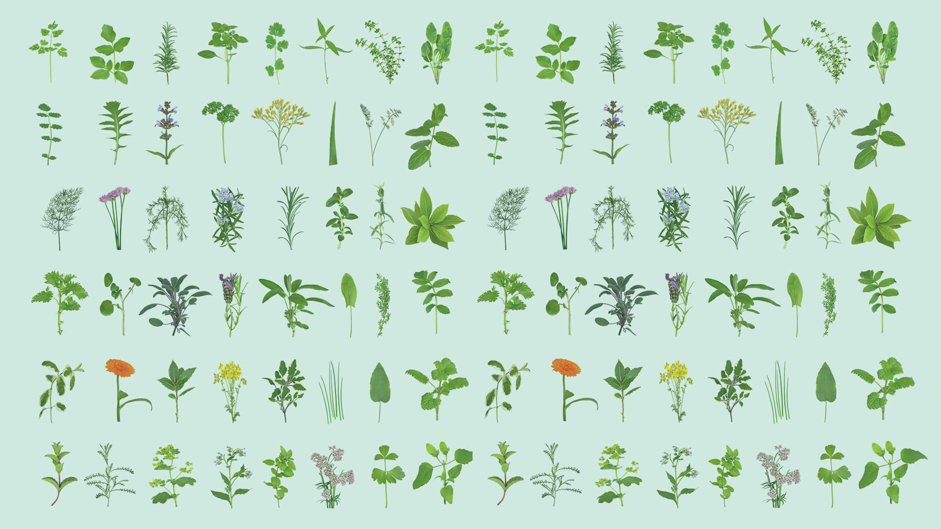 Puura(プウラ)イメージ